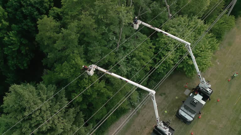 Best Palm Tree Trimming  in Bad Axe, MI